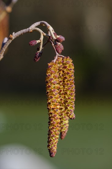 Male and female kittens of Black alder (Alnus glutinosa)