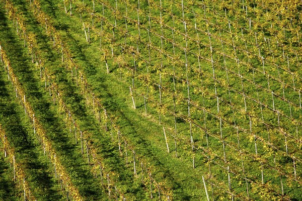 Vineyard