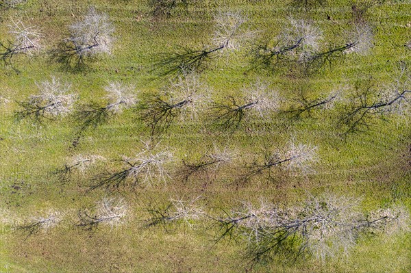 Apple trees in spring