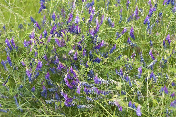 Tufted vetch (Vicia cracca)
