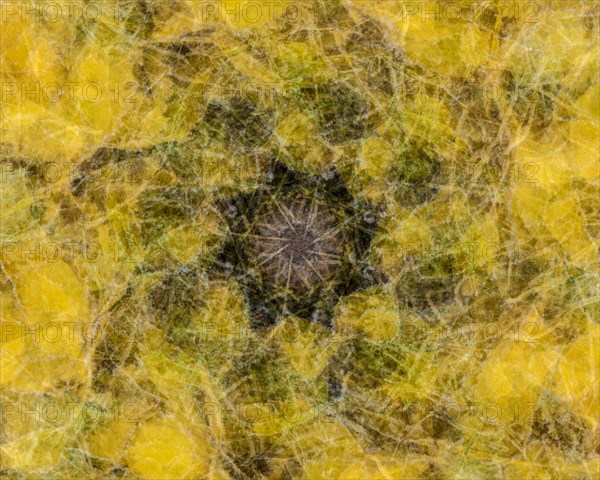 Autumn mosaic