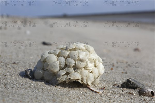 Washed-up spawning bale of the common whelk (Buccinum undatum)