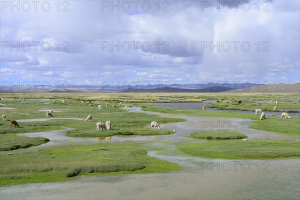 Grazing (Vicugna pacos)