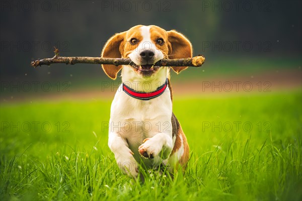 Beagle