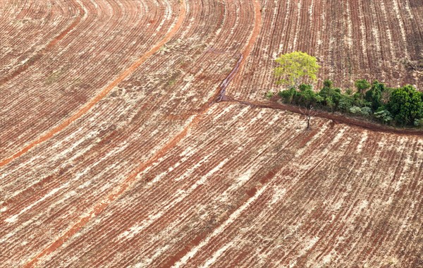 Manual Harvested Sugarcane aerial view