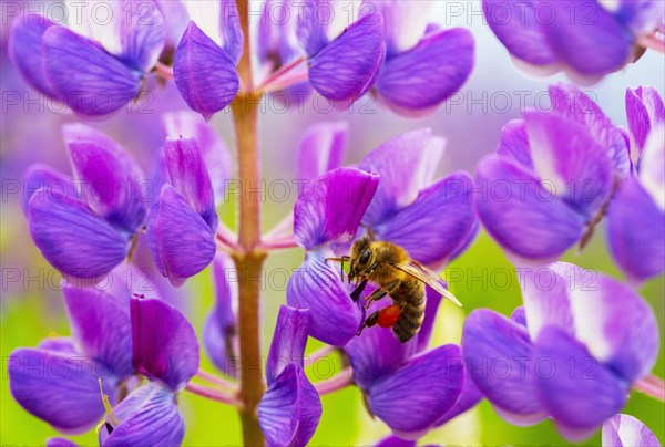 Bee at lupine flower