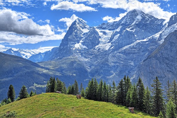 Mountain meadow in front of the Eiger and Moench