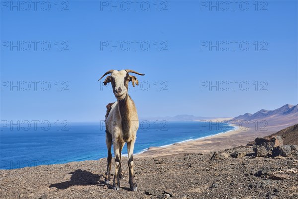 Domestic Goat (Capra aegagrus hircus )
