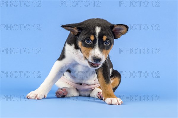 Basenji or Congo Terrier (Canis lupus familiaris)