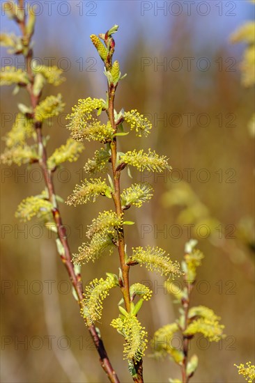 Willow catkin of the White willow (Salix alba)
