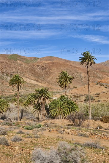 Canary date palm (Phoenix canariensis) in a barren mountain landscape