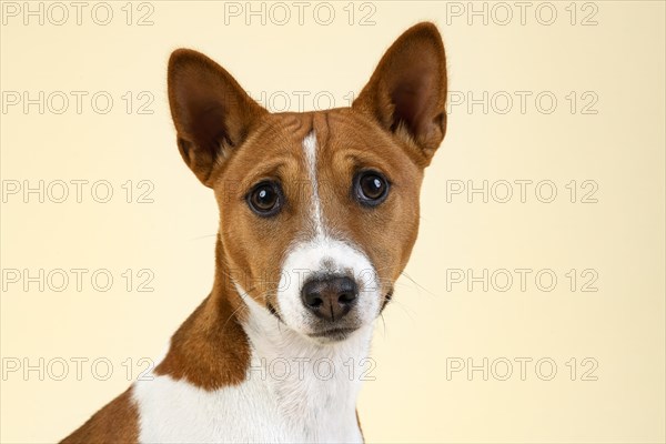 Basenji or Congo Terrier (Canis lupus familiaris)