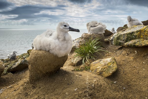 Black-browed Albatross (Thalassarche melanophris) chick on its nest