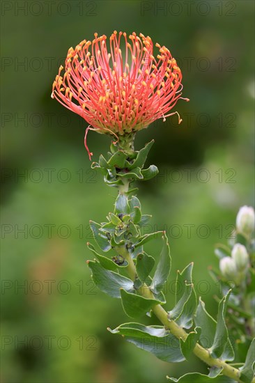 Pincuspid Protea