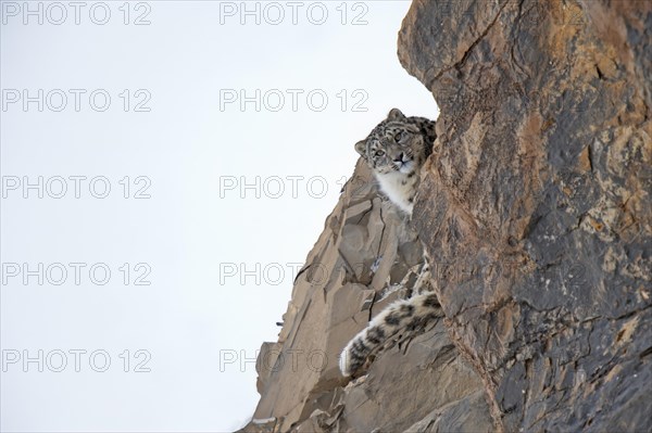 Snow leopard (Panthera uncia) looking down behind a rock