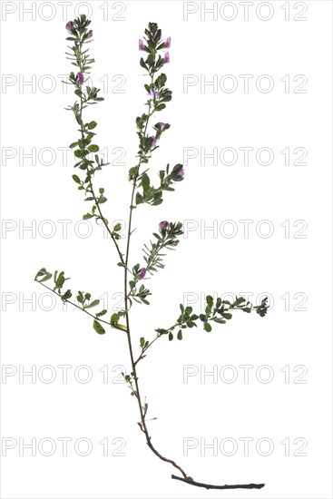 Common restharrow (Ononis repens) on white background