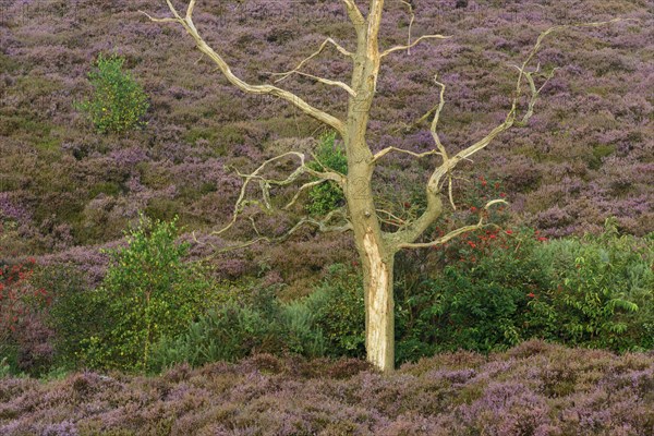 Dead oak in blooming heath