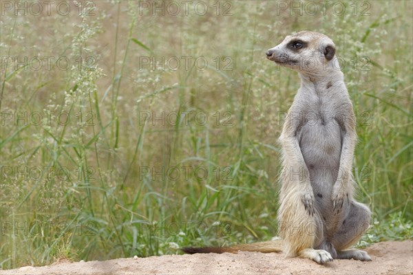 Meerkat (Suricata suricatta)