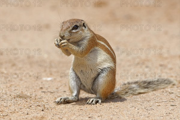 Cape ground squirrel (Xerus inauris)