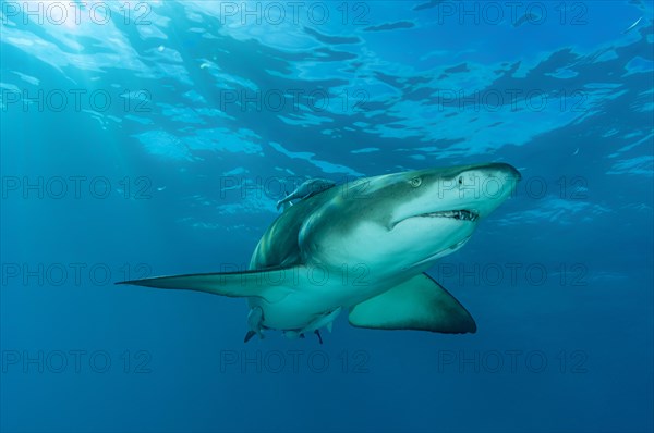 Lemon shark (Negaprion brevirostris)