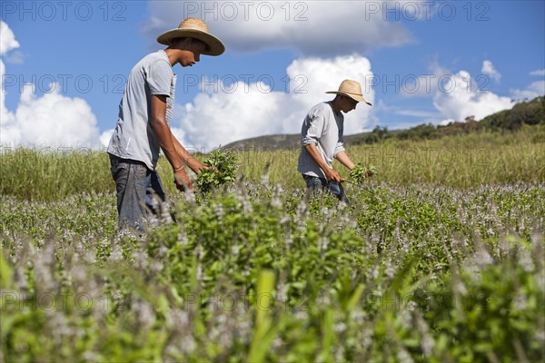 Collecting basil at the eco farm Sao Benedito