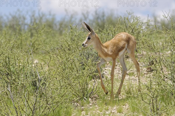 Springbok (Antidorcas marsupialis)