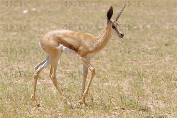Springbok (Antidorcas marsupialis )