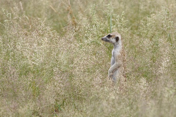 Meerkat (Suricata suricatta)