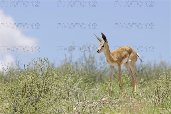 Springbok (Antidorcas marsupialis)