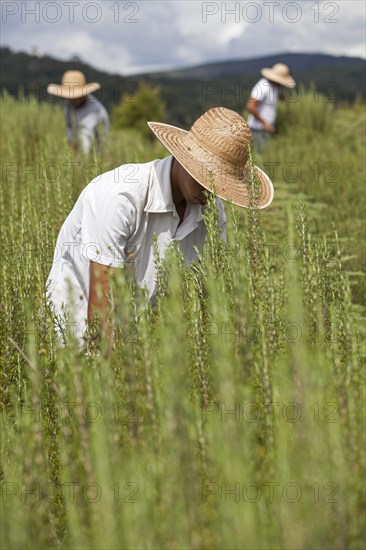 Field workers harvest rosemary plants on the organic farm near Itupeva