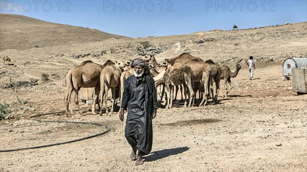 Camel breeder with camels in the mountains north of Salalah