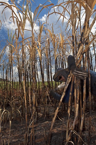 Man with regulation outfit for Manual harvest of burnt sugarcane