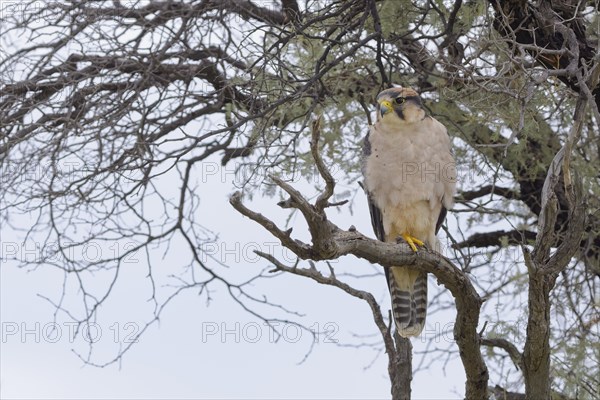 Lanner falcon (Falco biarmicus)