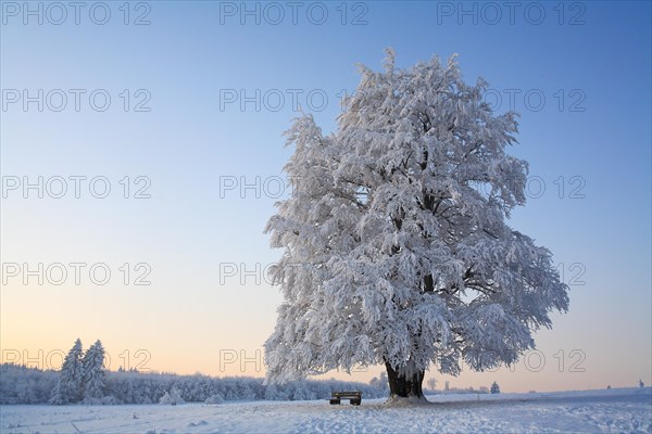 Wintry solitary beech