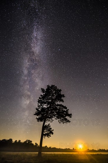 Starry sky with milky way over (Pinus) the Venner Moor
