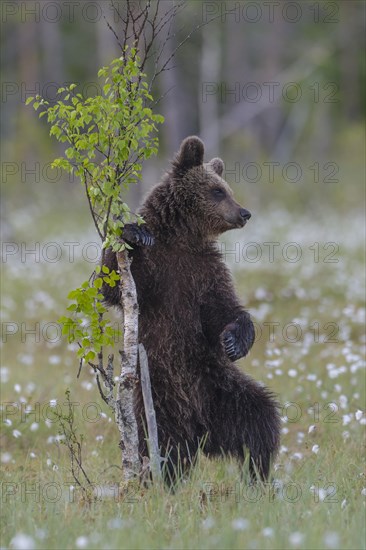 Young (Ursus arctos) playing upright