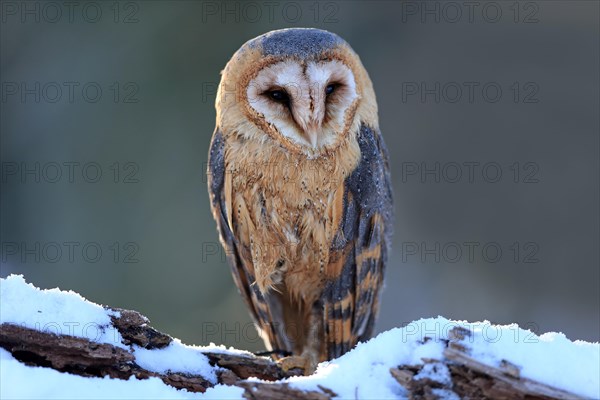 Common barn owl (Tyto alba)