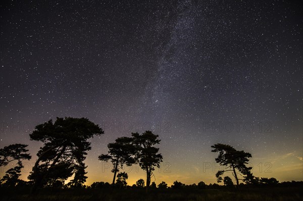 Starry sky with milky way over (Pinus) the Venner Moor