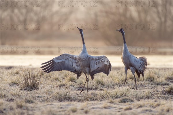 Cranes (Grus grus)