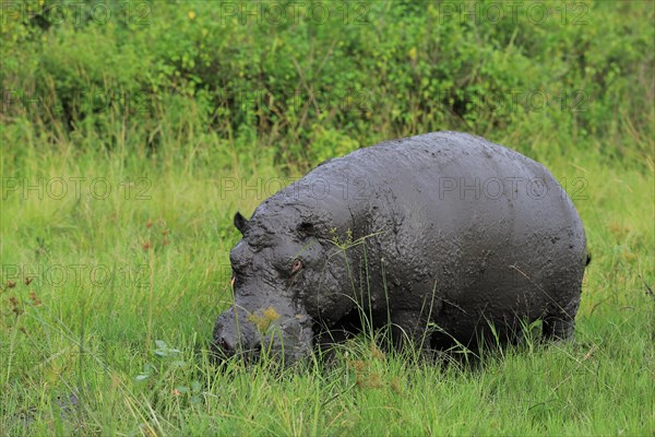 Hippo (Hippopotamus amphibius)