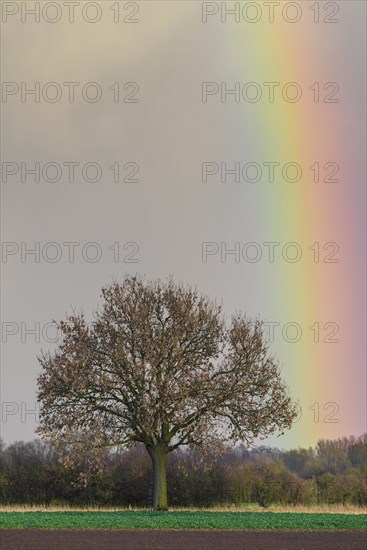 Oak (Quercus) with rainbow