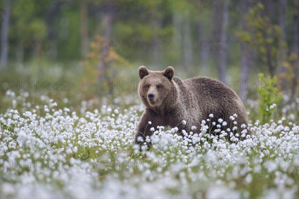 Brown bear (Ursus arctos)