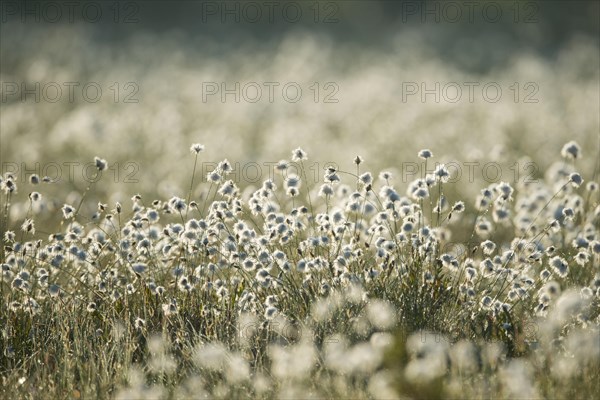 Hare's-tail cottongrass (Eriophorum vaginatum) backlit in a bog