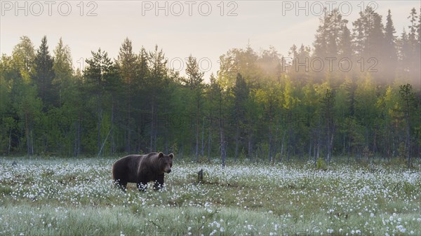 Brown bear (Ursus arctos ) in a bog with fruiting cotton grass on the edge of a boreal coniferous forest