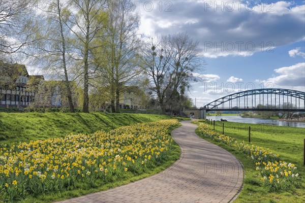 Spring flowers