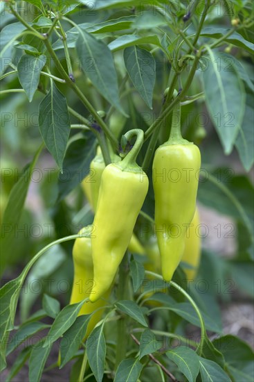 Green pepperoni (Capsicum frutescens)