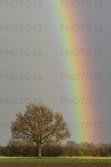 Oak (Quercus) with rainbow
