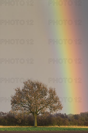 Oak (Quercus) with rainbow