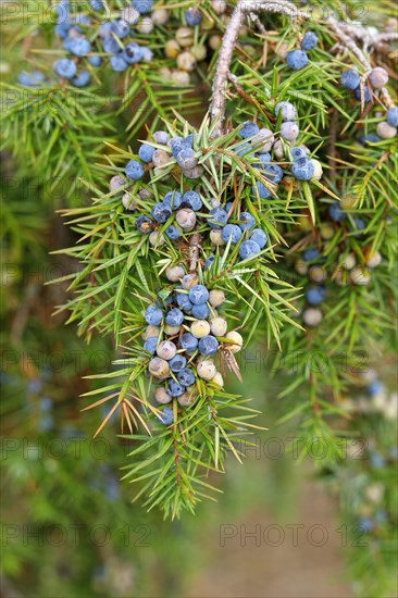 Common juniper (Juniperus communis ) Branch with ripe and unripe berries