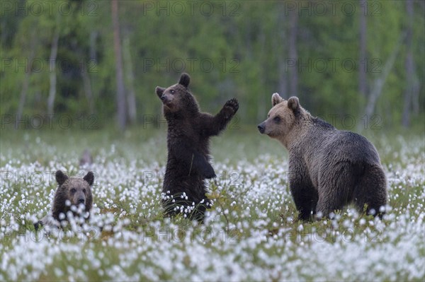 Female (Ursus arctos) with her offspring in a bog with fruiting cotton grass at the edge in a boreal coniferous forest